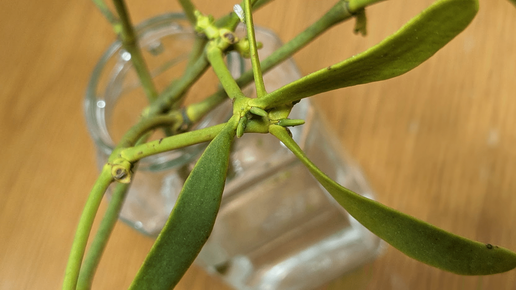 拾いヤドリギに芽が出る＆切り口に何!?半寄生植物でも成長👉楽しい観察