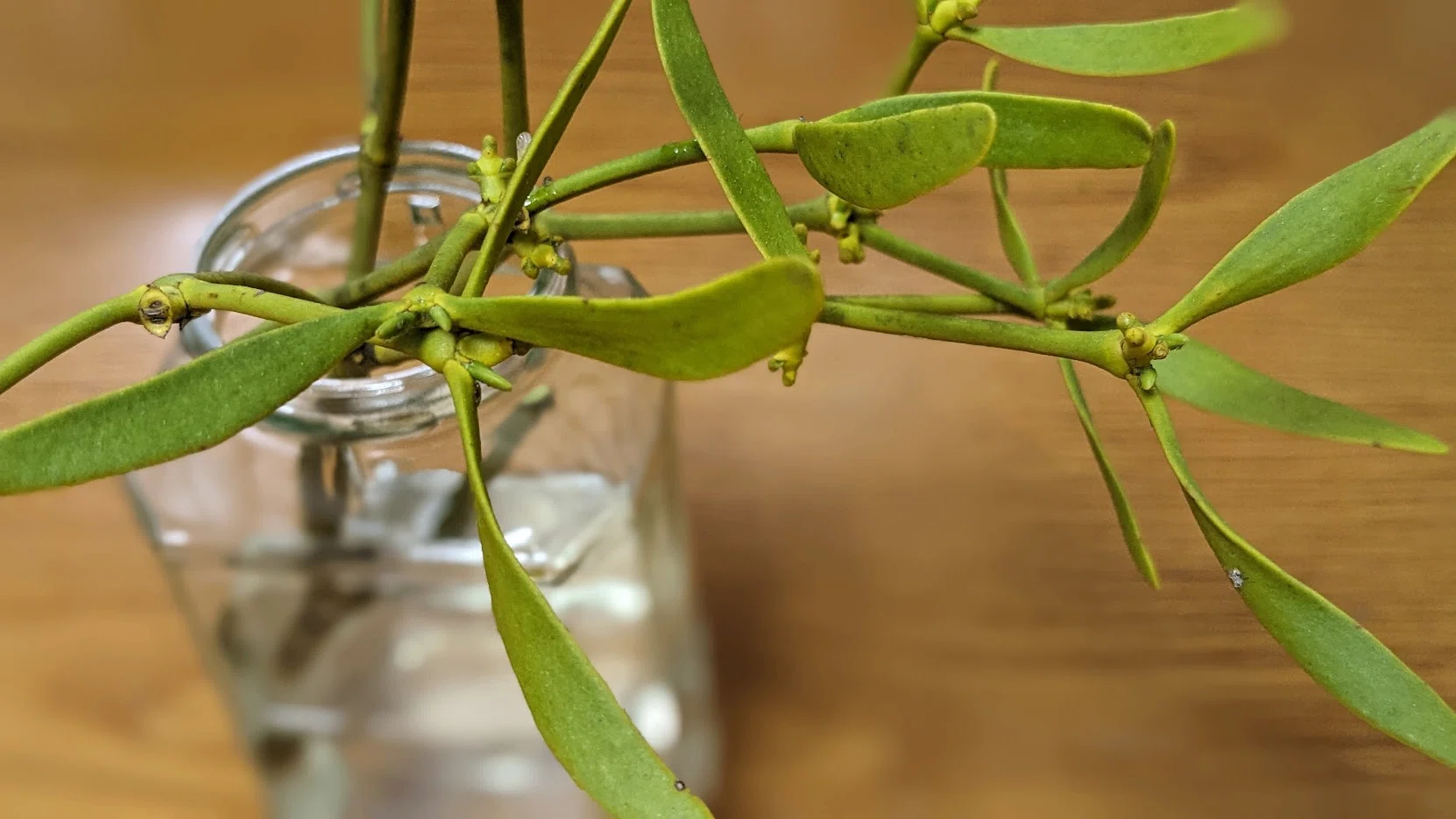 拾いヤドリギに芽が出る＆切り口に何!?半寄生植物でも成長👉楽しい観察