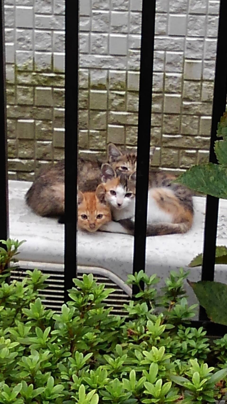 姉妹は3兄弟だった（三毛猫ニーナと麦わら猫ユイが来たときのこと