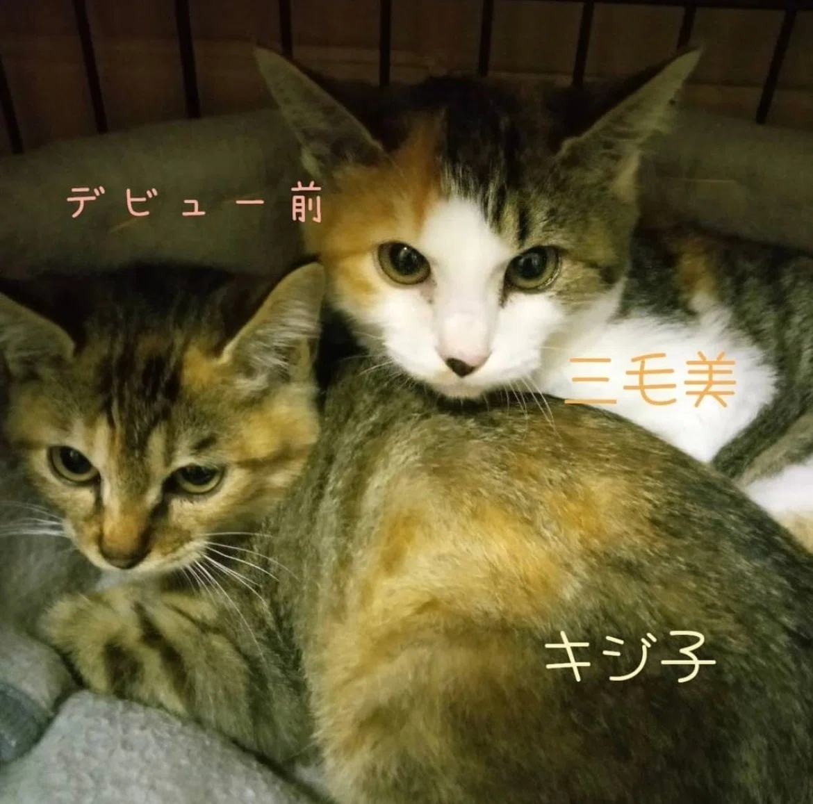 姉妹は3兄弟だった（三毛猫ニーナと麦わら猫ユイが来たときのこと