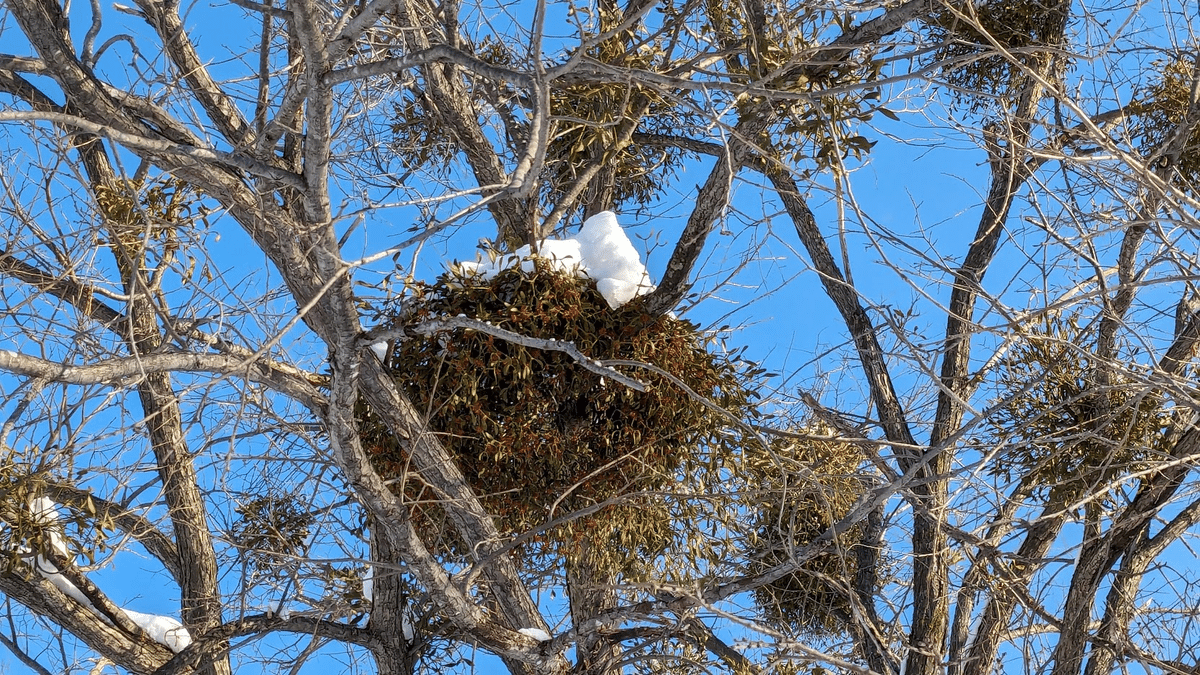 5希少 縁起物採りたて 親木ヤドリギ 実なし 青森産 半寄生植物「