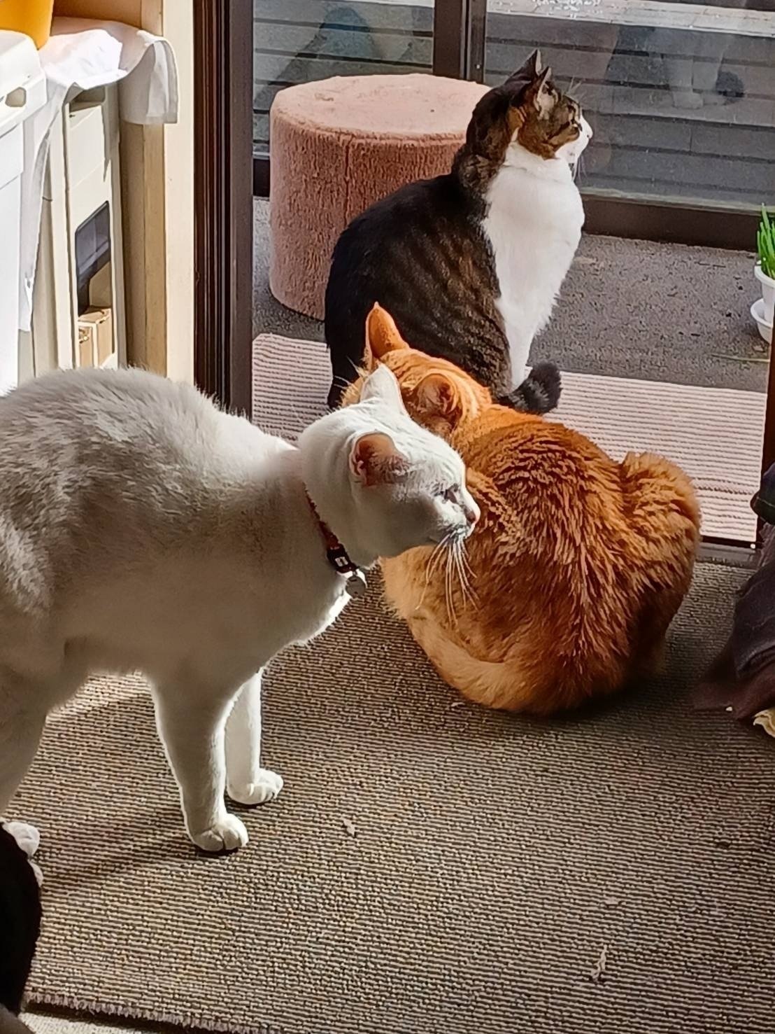 姉妹は3兄弟だった（三毛猫ニーナと麦わら猫ユイが来たときの