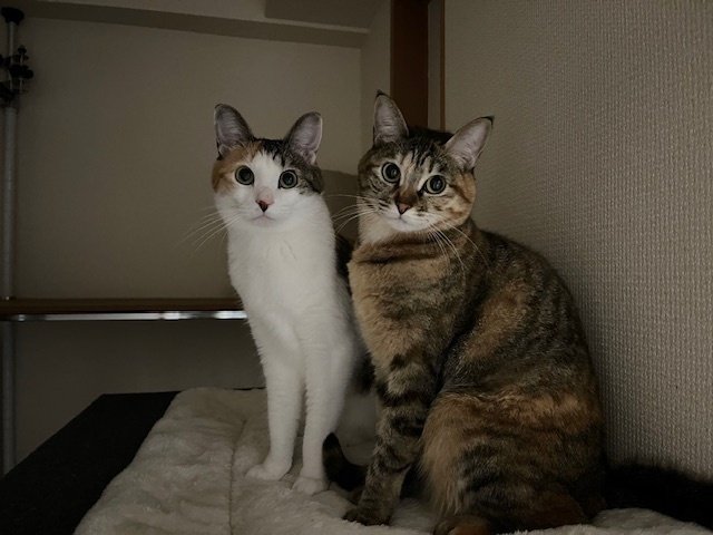 💜藤と猫 桜の花も良いけれど 藤の花もステキですね ・ ただ 私