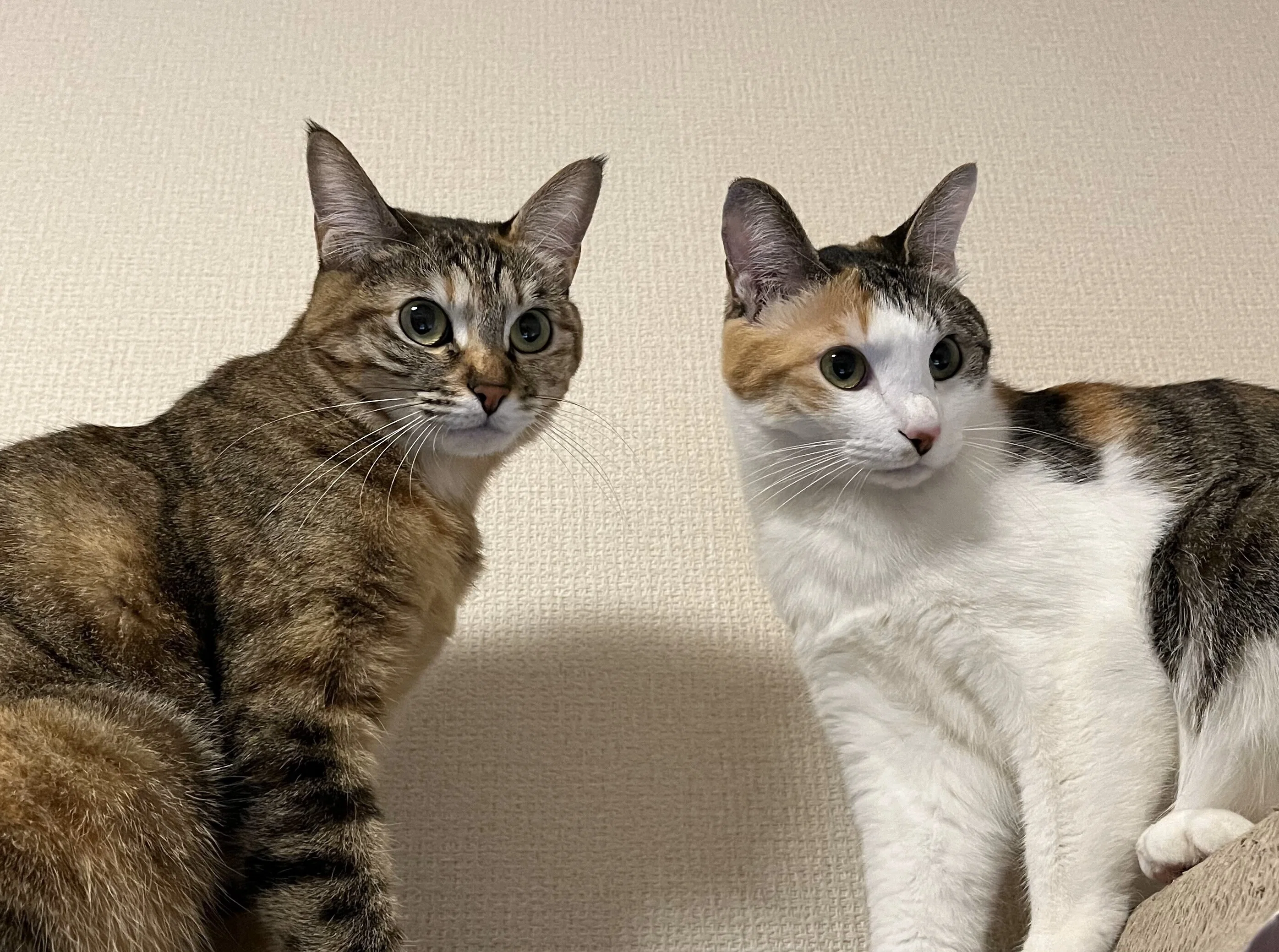 姉妹は3兄弟だった（三毛猫ニーナと麦わら猫ユイが来たときのこと