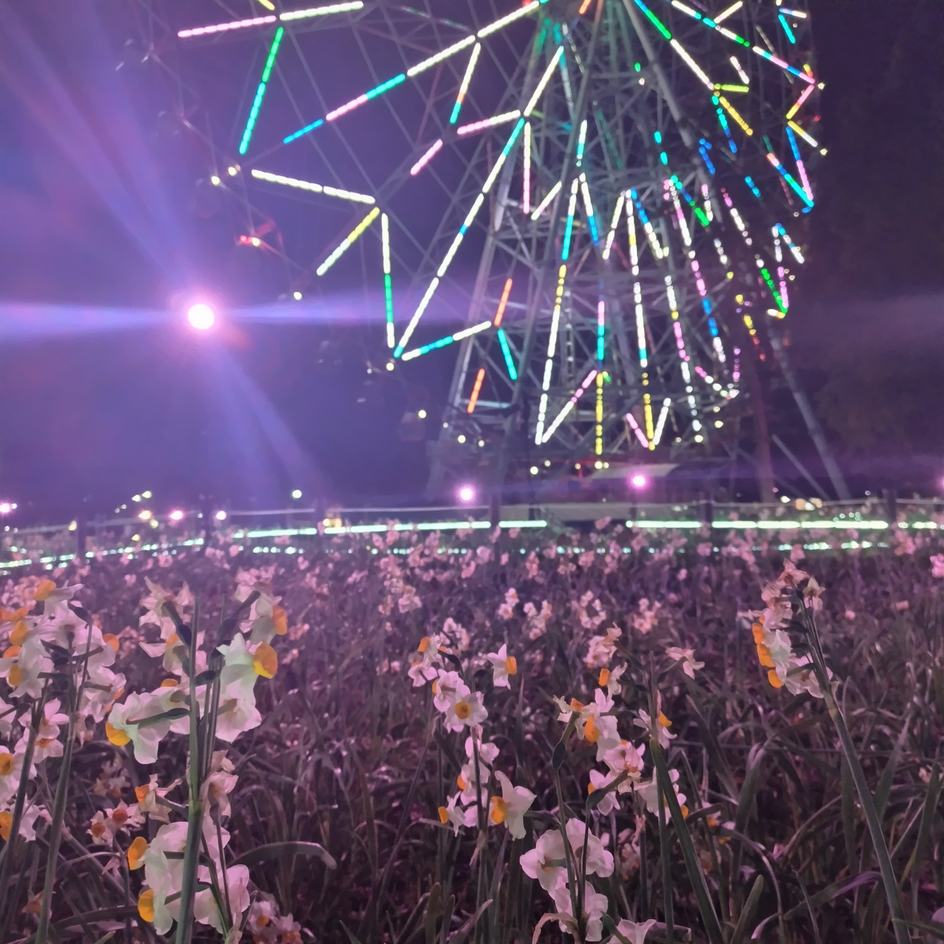 photo diary】水仙ライトアップ〈葛西臨海公園〉｜深拍-mihaku-