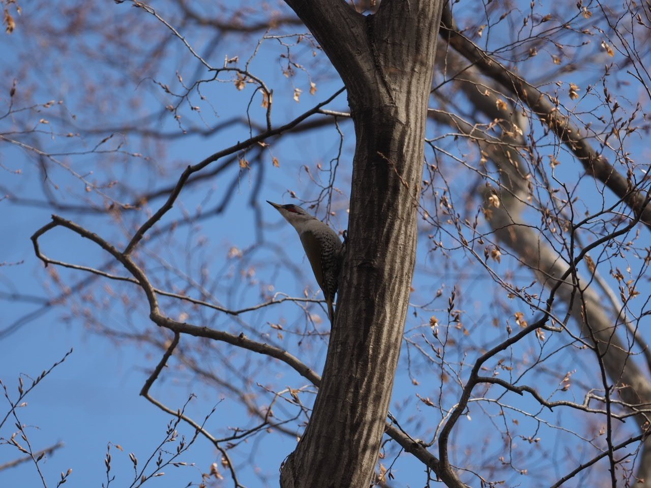 見るとテンション上がる鳥｜こんとん