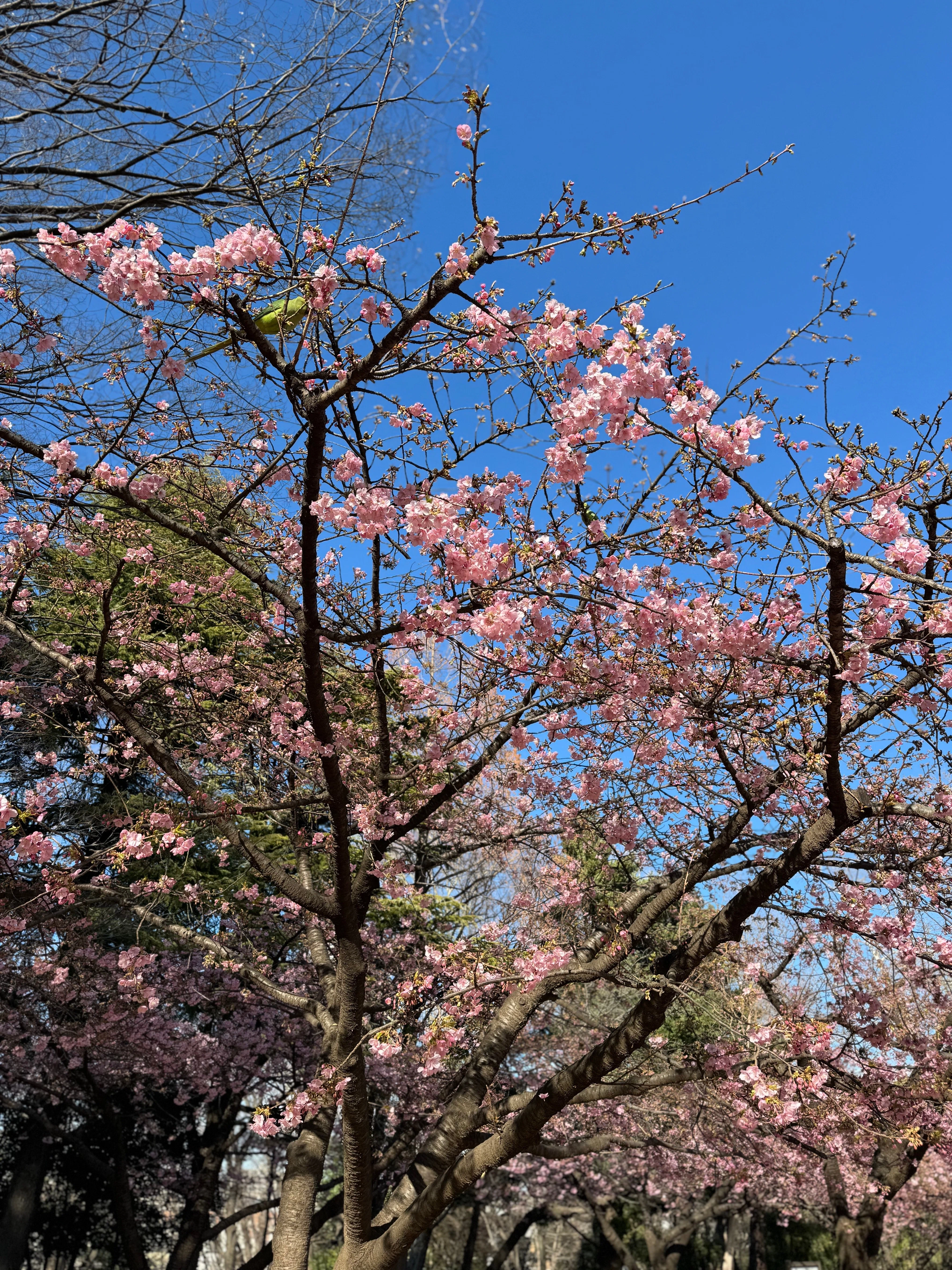 目黒の公園で河津桜。インコとメジロ｜おかえりちゃん