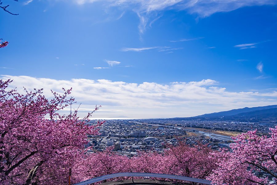 松田町の河津桜｜borichan | 旅するカメラ