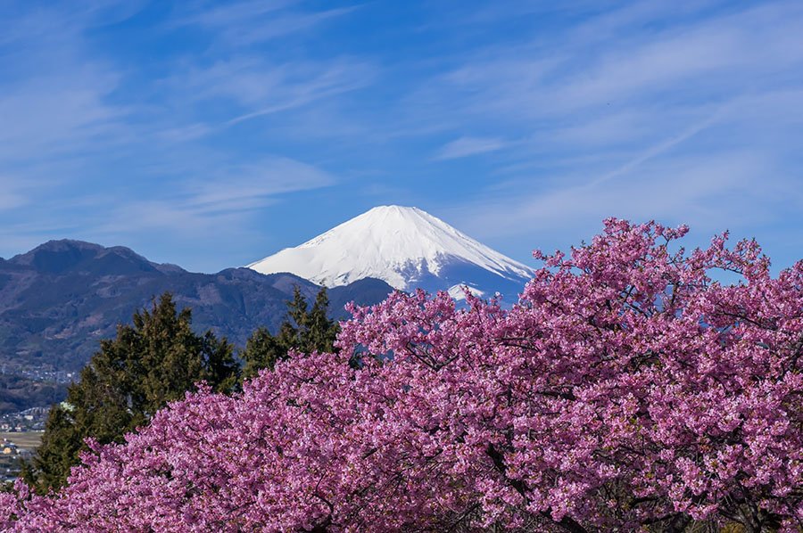 松田町の河津桜｜borichan | 旅するカメラ