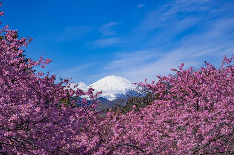 松田町の河津桜｜borichan | 旅するカメラ