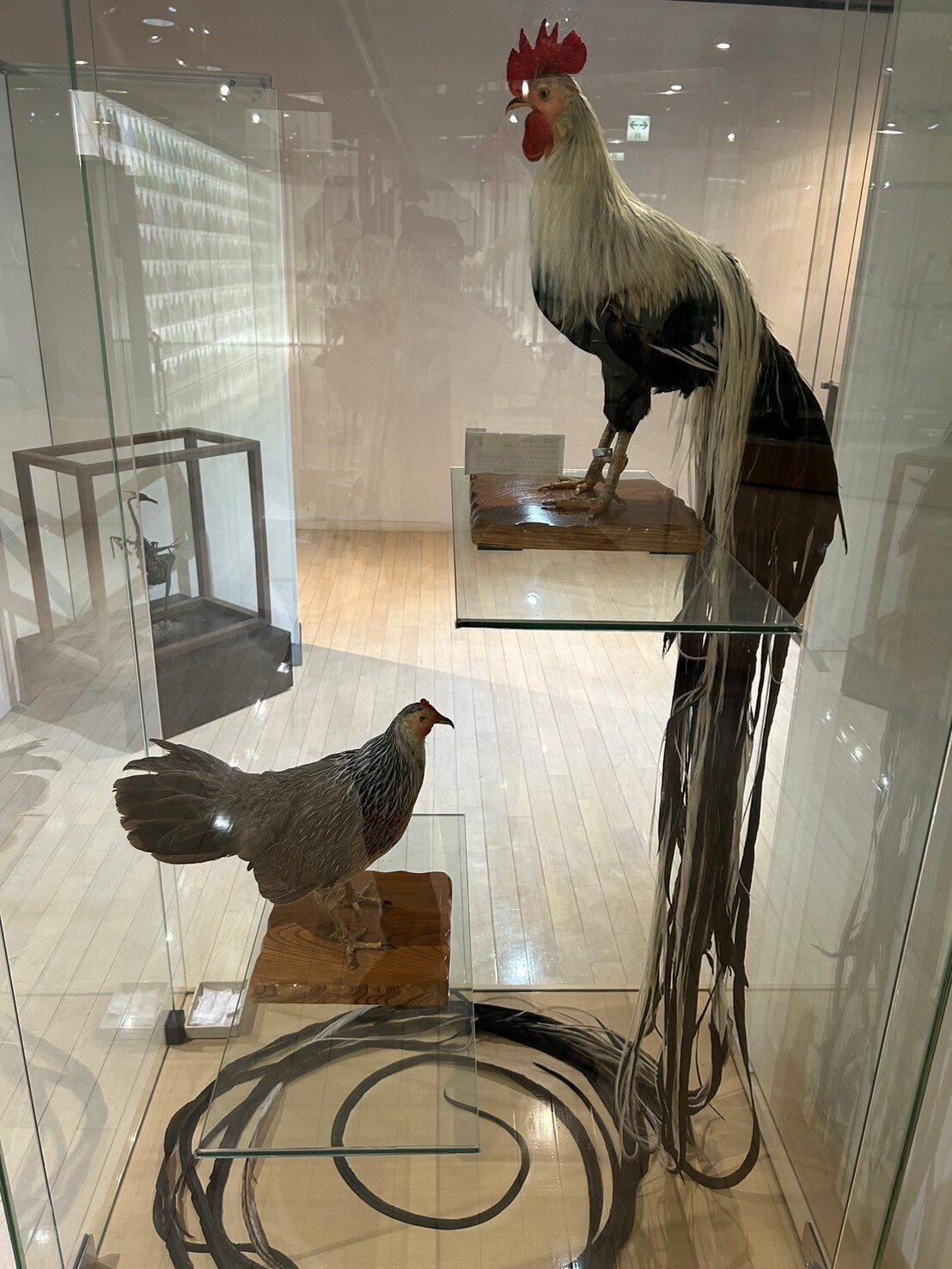 尾長鶏」の剥製