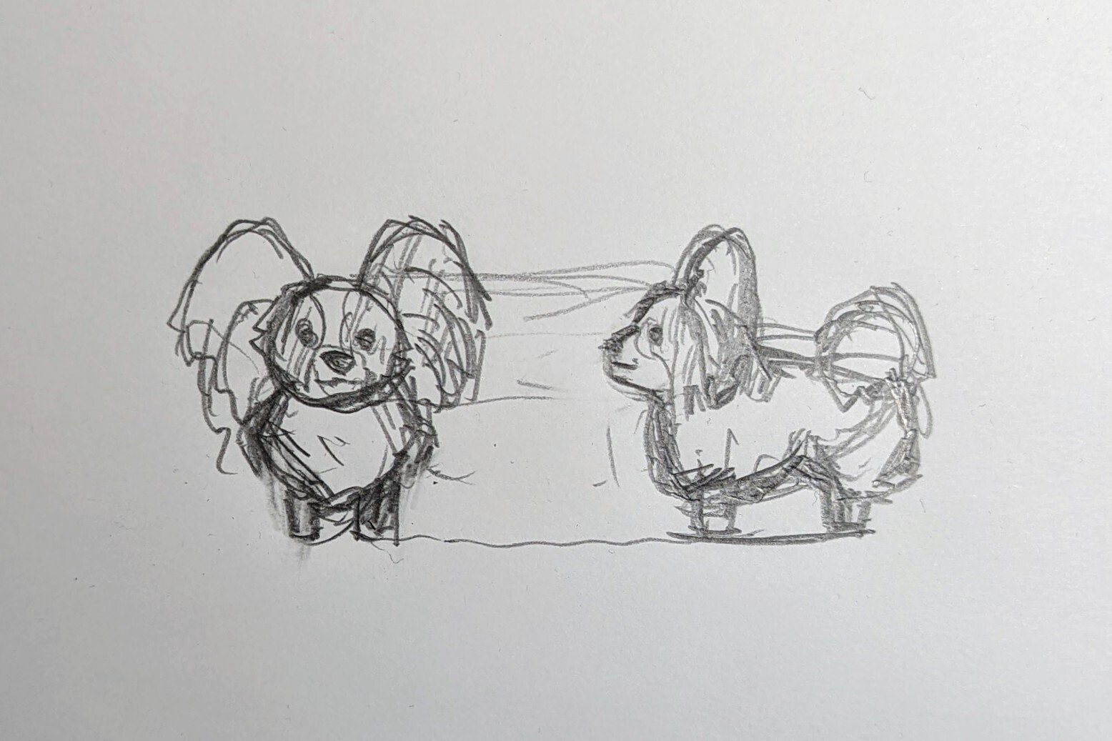 制作メモ パピヨン｜川崎誠二｜KAWASAKI_Seiji