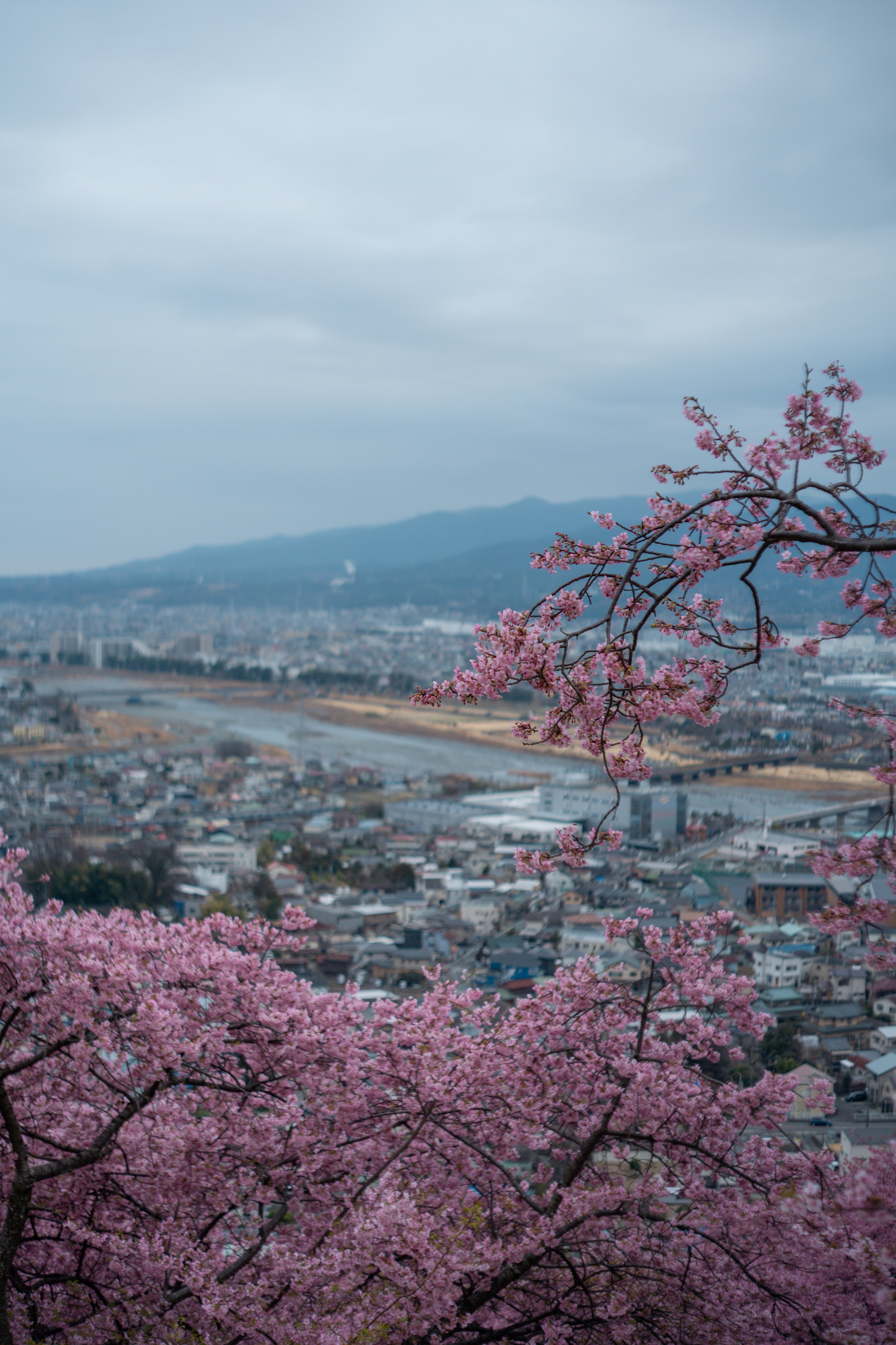 春をオールドレンズで先撮り｜SHOTAの備忘録