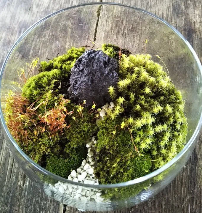 苔の話7 苔皿の苔を枯らさない管理方法｜もっさん