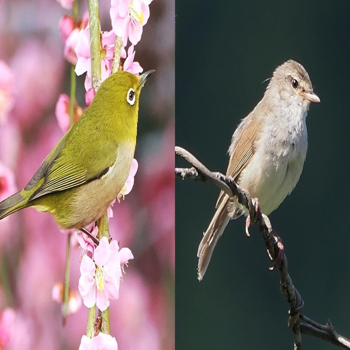 解説！鳥の鳴き声図鑑#009 ～徹底比較！メジロとウグイス～｜OM SYSTEM 