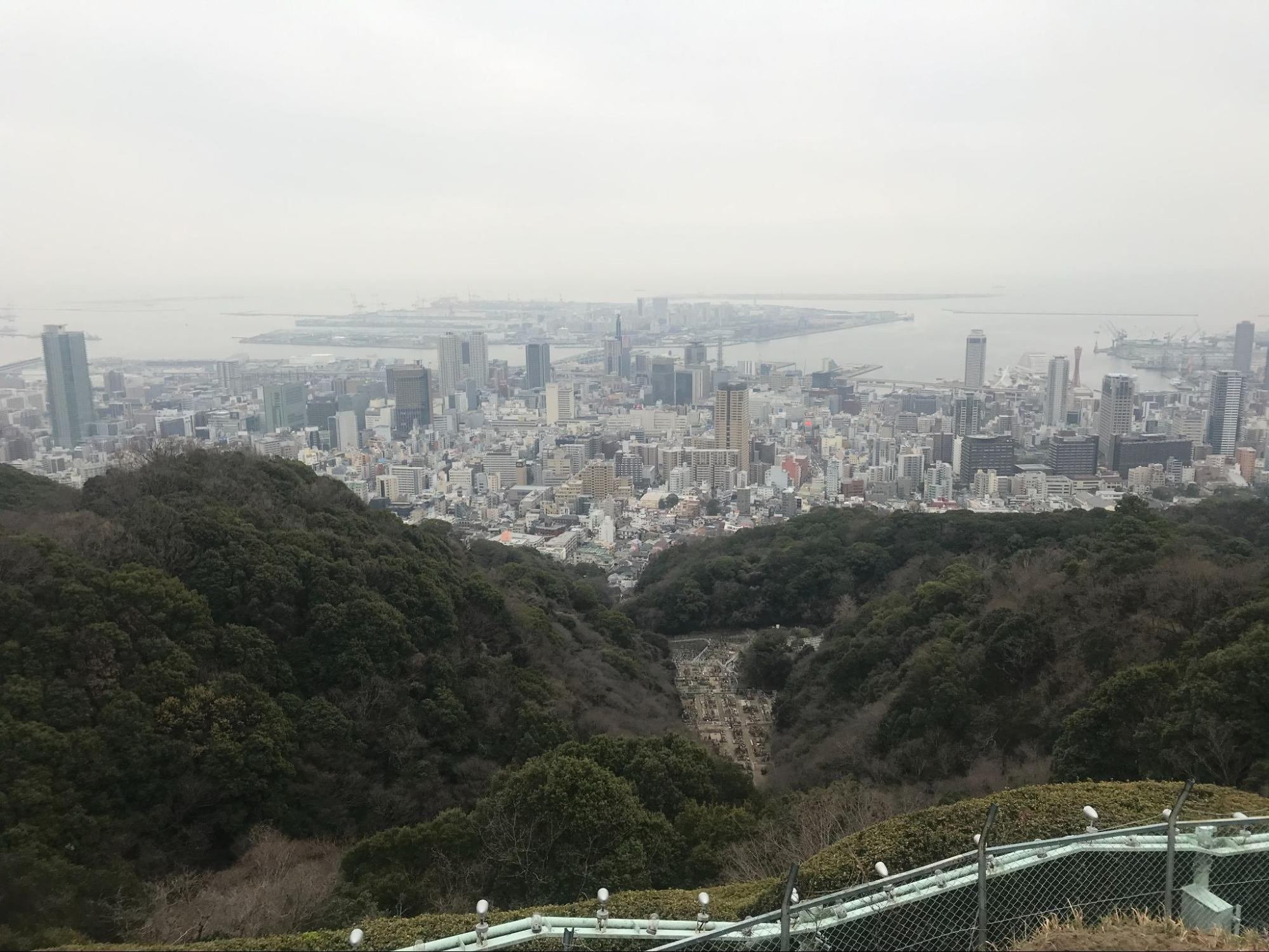 現品　アカマツ　特大苗　1.6mほど　山採り 楽天市場】【 単 品 】 アカマツ 樹高0.8m前後 10.5cmポット あかまつ