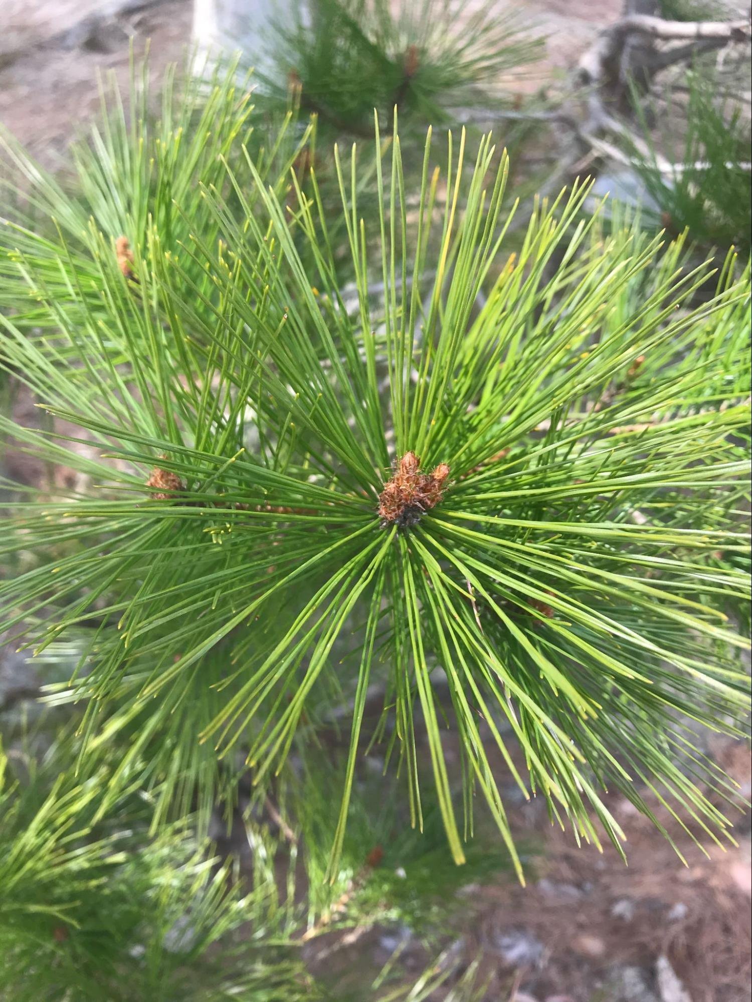 山採り　アカマツ backend=imagemagick;version=1;