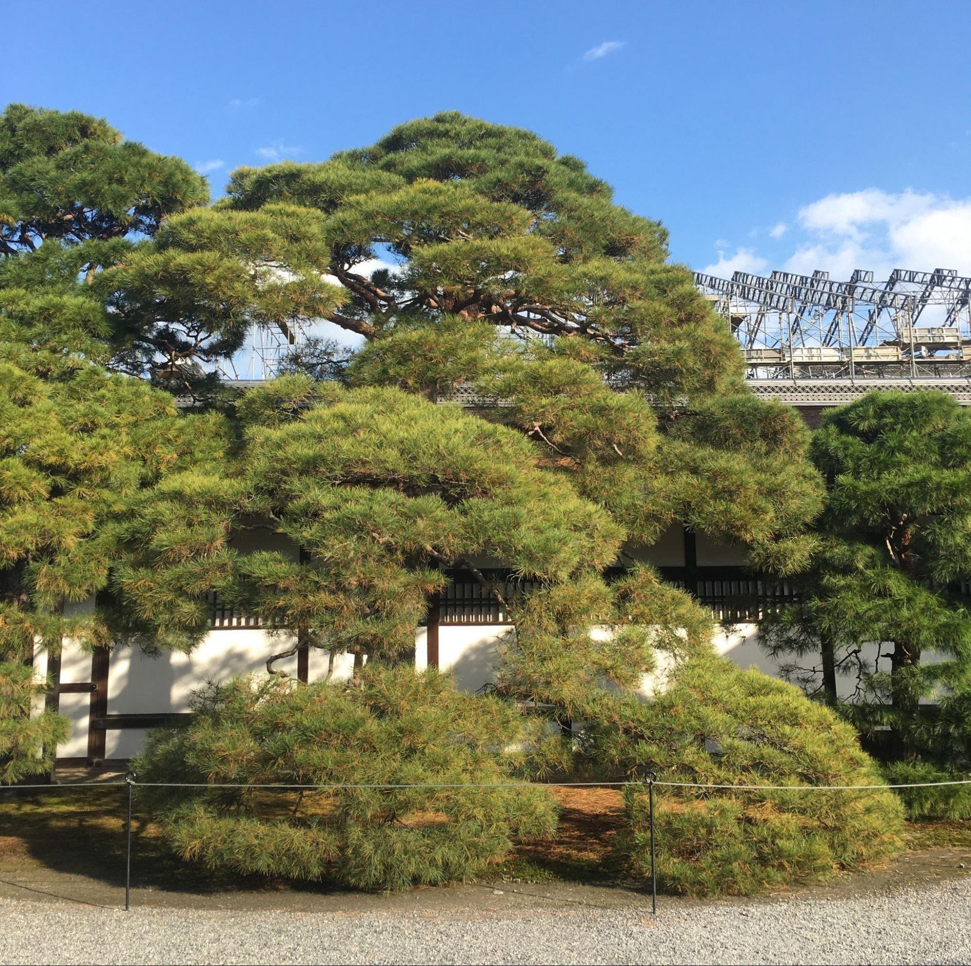 樹木図鑑 その⑧ アカマツ 〜前を向こう、未来は変わる〜｜日本花卉