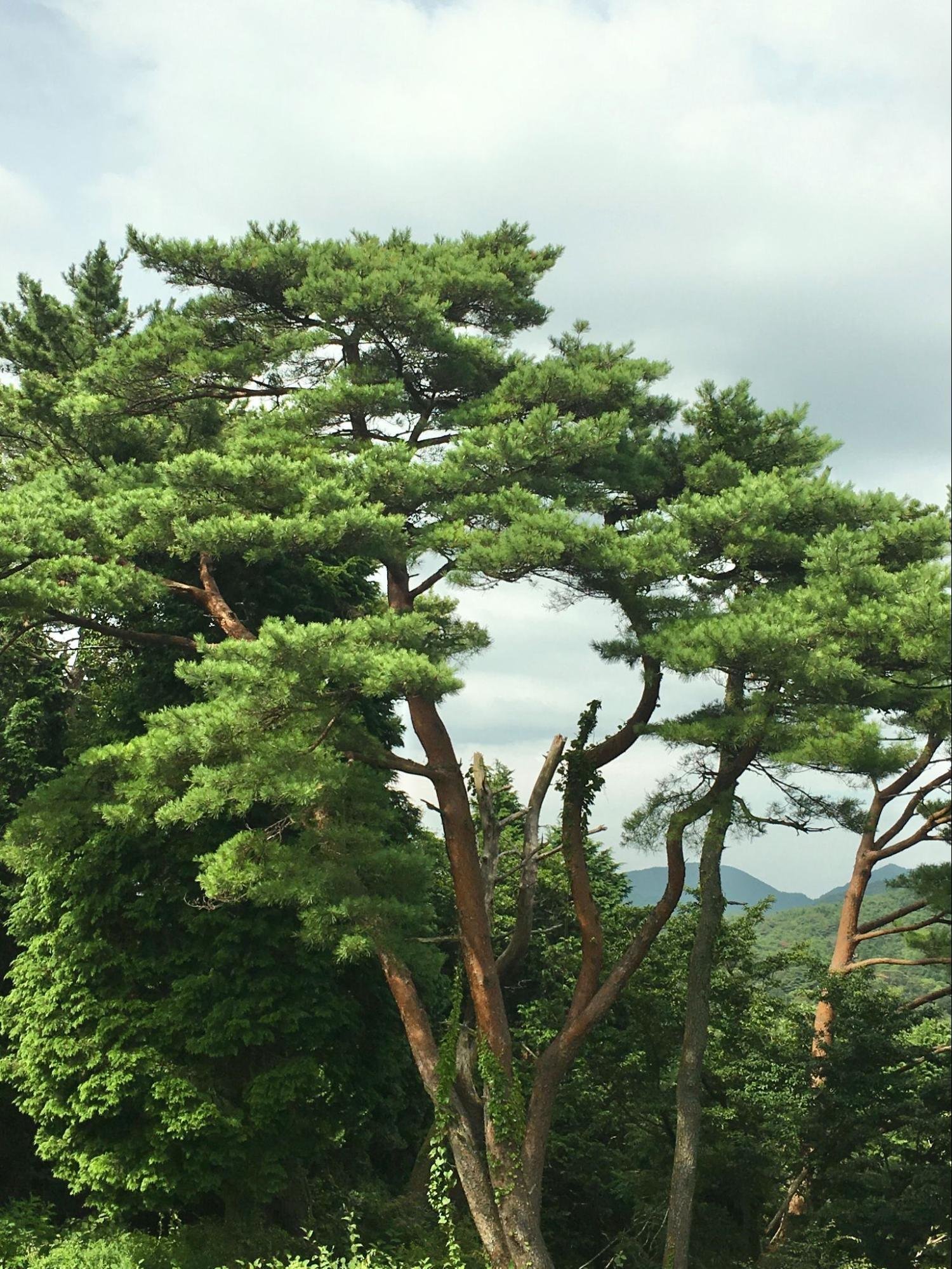 現品　アカマツ　特大苗　1.6mほど　山採り 現品 アカマツ 特大苗 1.6mほど 山採り 現品 アカマツ 特大苗 1.6mほど