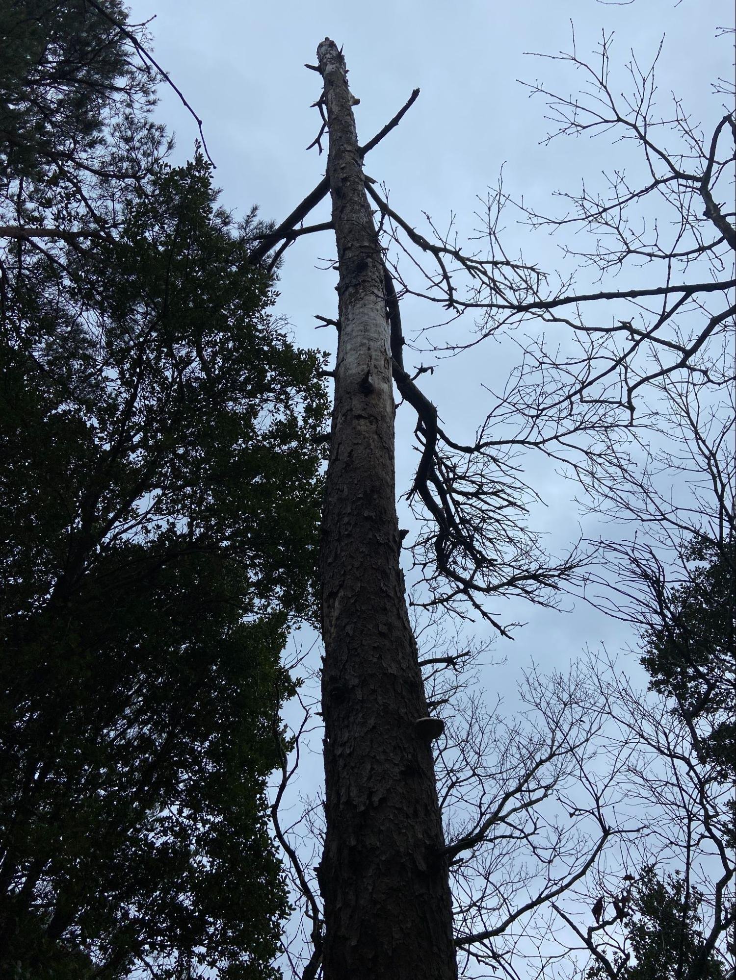 山採り　アカマツ 樹木図鑑 その⑧ アカマツ 〜前を向こう、未来は変わる〜｜日本花卉