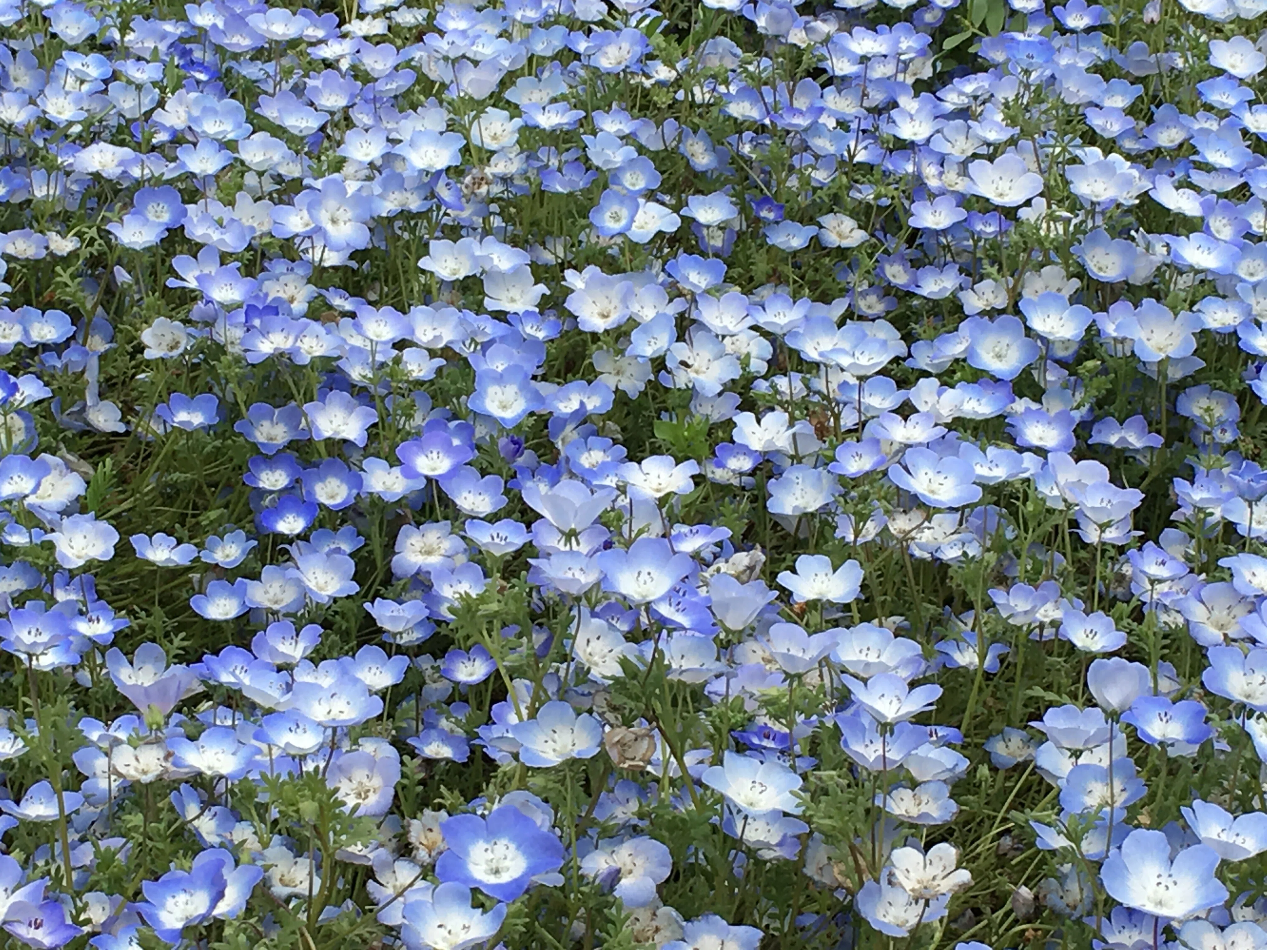 Nemophila Blue / Joyful Honda - Fujita's Ink Swamp｜藤田さんちの