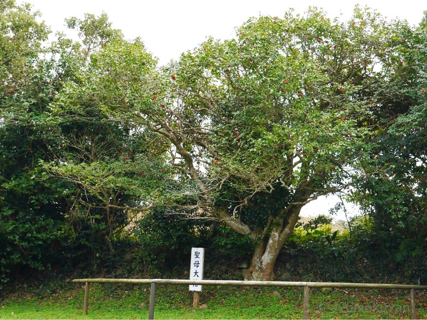 植物を訪ねて ～五島列島の椿～｜じゅもくやん