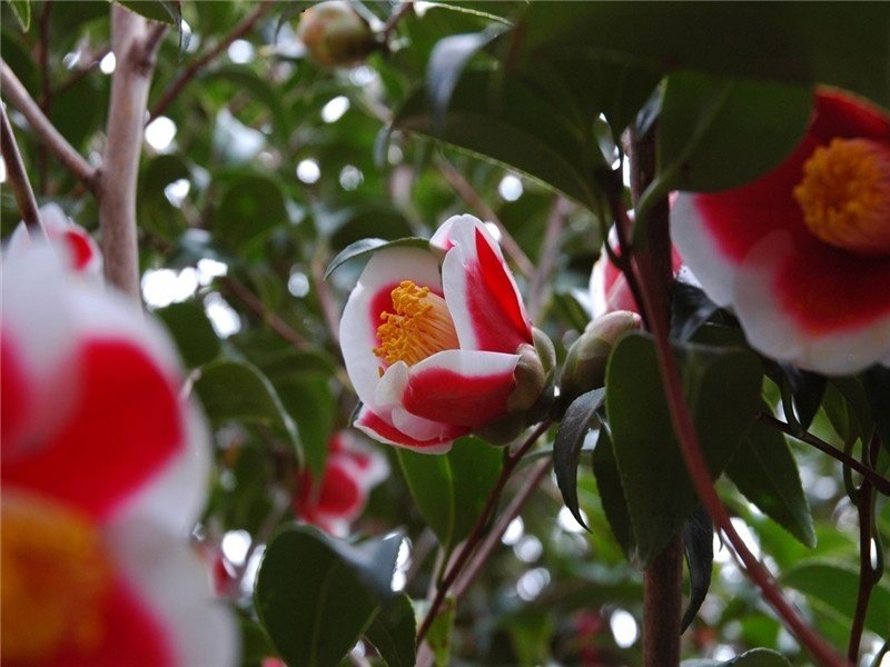 植物を訪ねて ～五島列島の椿～｜じゅもくやん