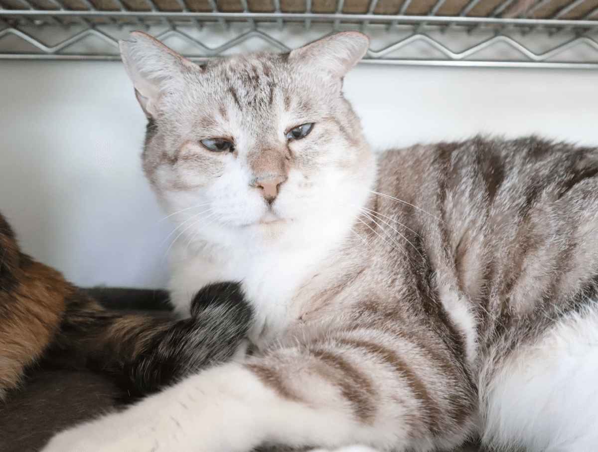 桜猫様確認ページ SG 猫 スーパー フレンドリー - 桜猫 Sakura Cats