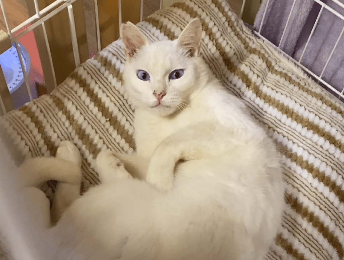 さくら猫って知ってる？｜ネコノート🐱猫の推し活ネコノート