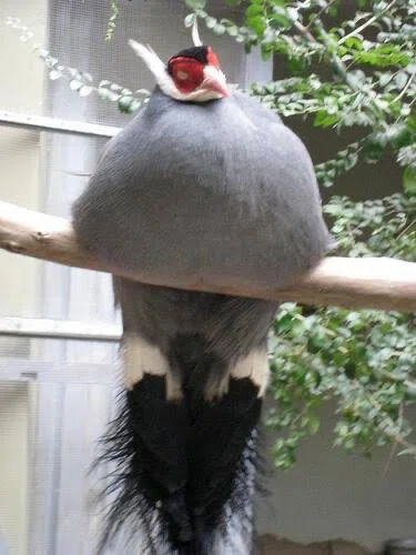 太った鳥 第2877回 太った鳥｜翆野 大地
