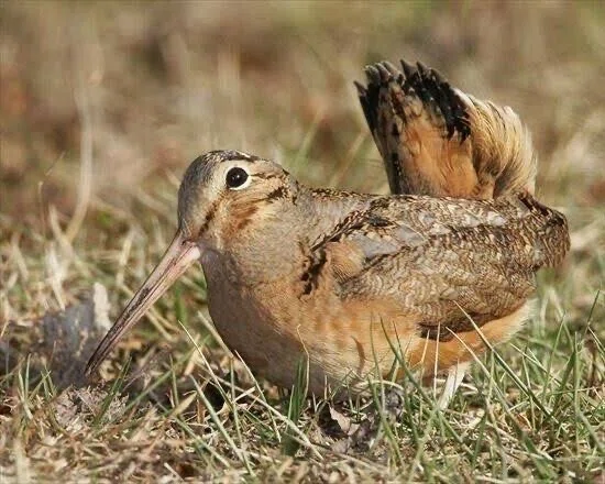 太った鳥 第2877回 太った鳥｜翆野 大地