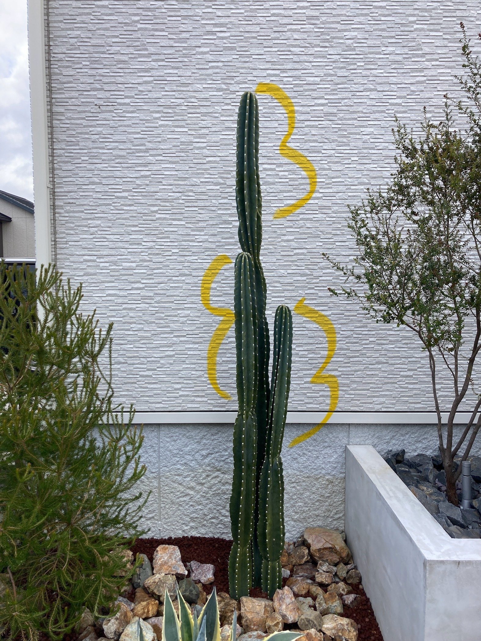 みんな気になる、多肉植物の地植え成長速度🌵｜vitaryウィータリー