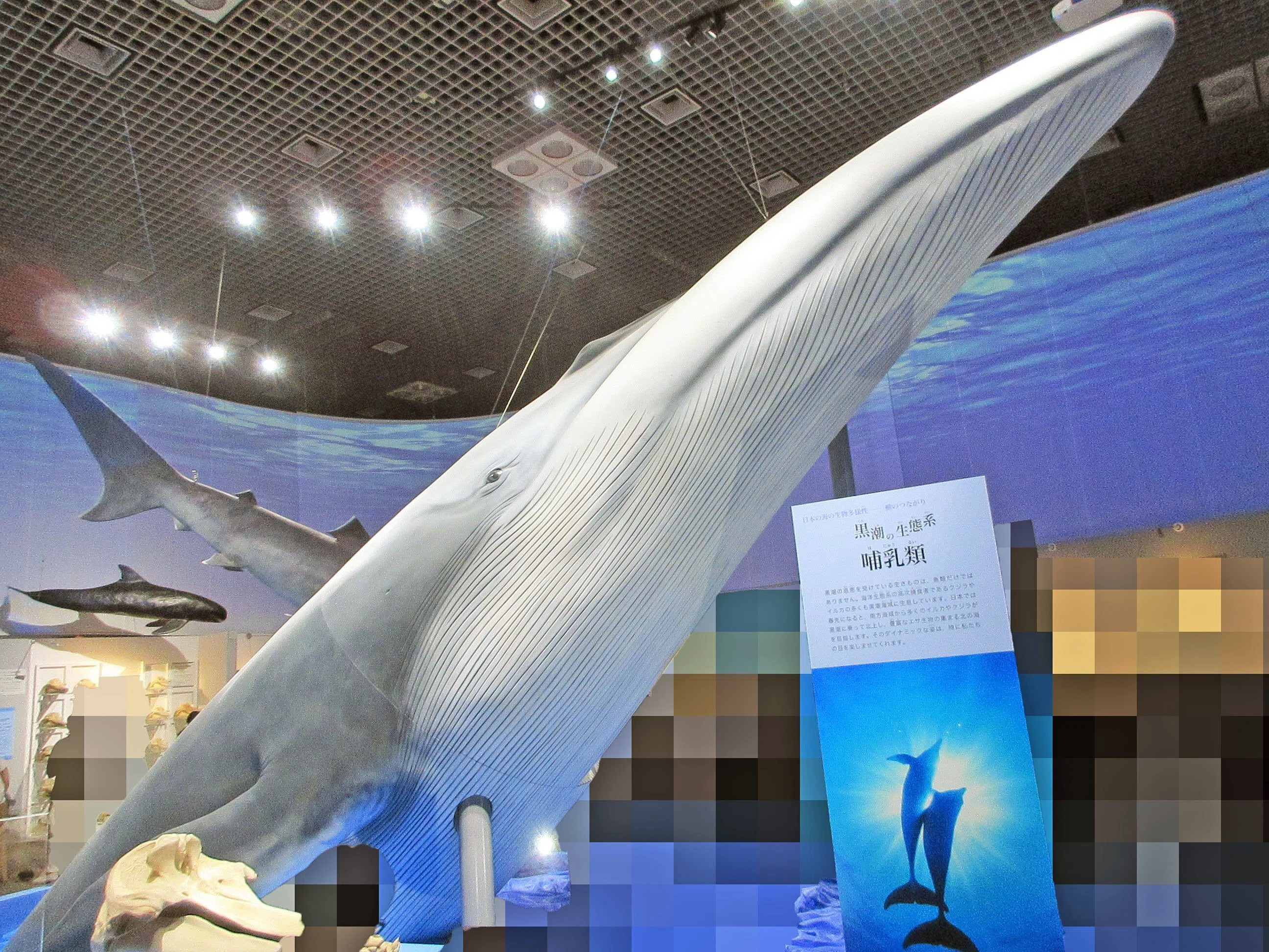 2-6．植物プランクトン、動物プランクトン、マリンスノー、深海生態系