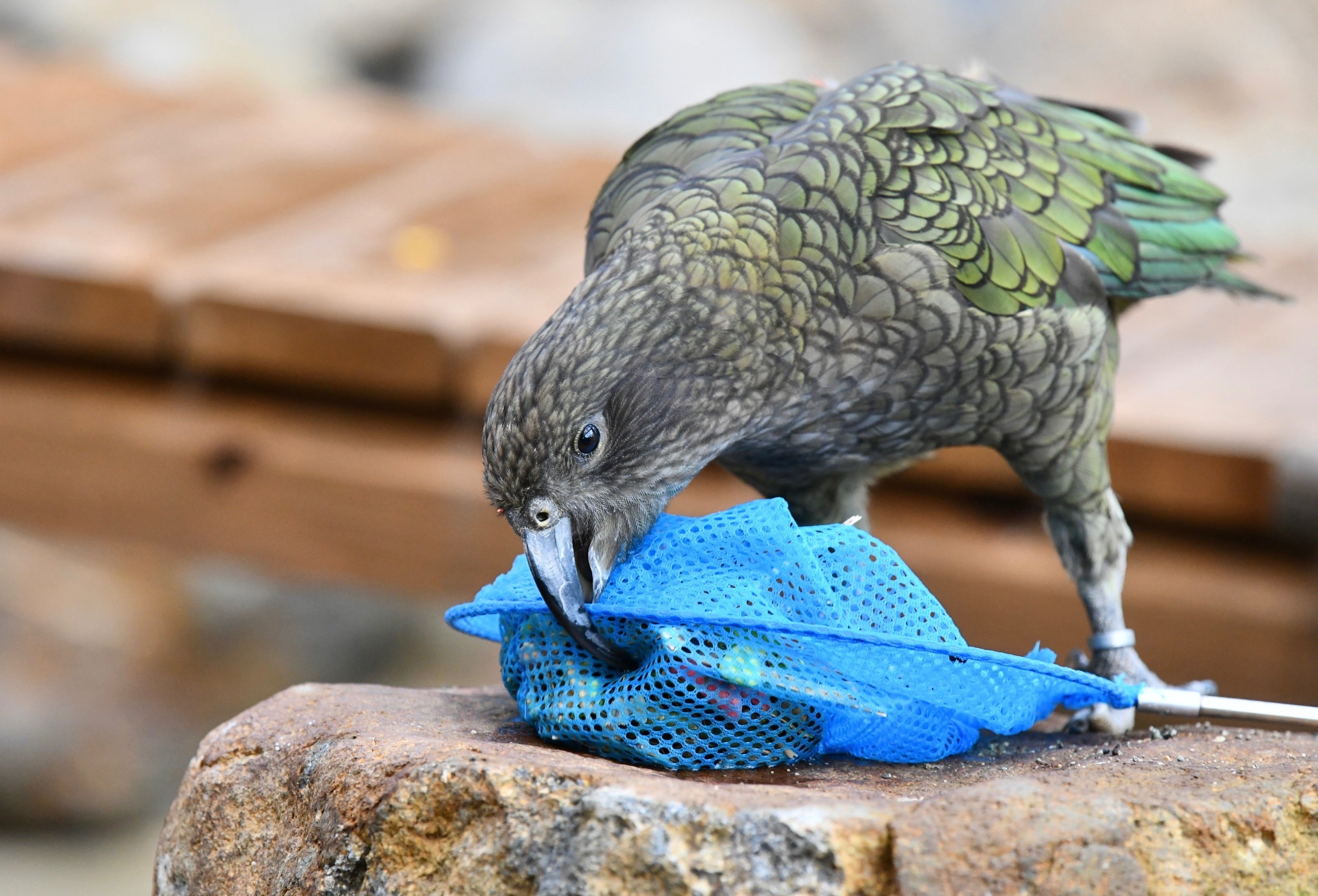 野生のケアに会いに、ニュージーランドに行ってきました｜那須どうぶつ