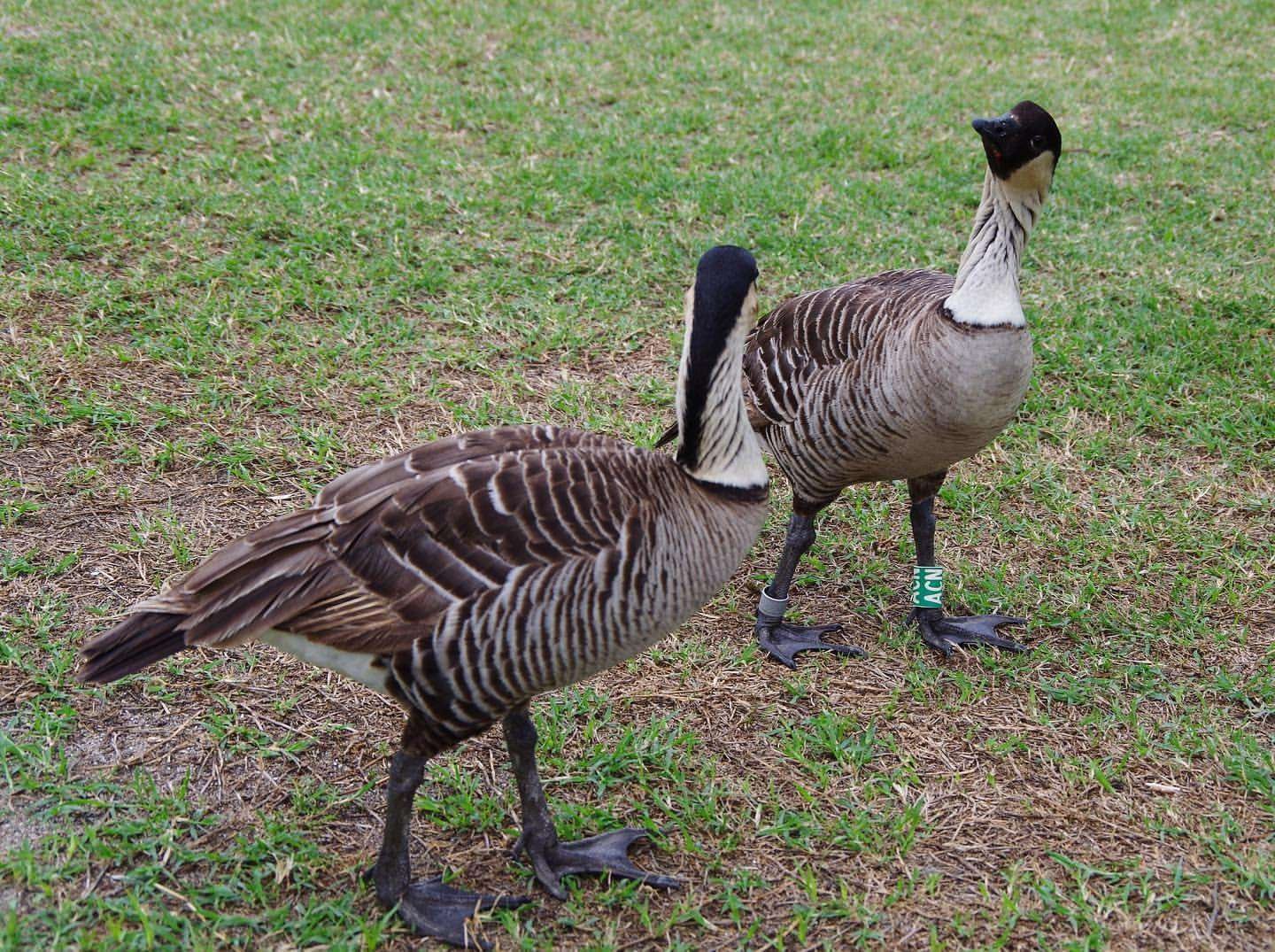神産ノ黄泉鳥アメノトリフネ 神産ノ黄泉鳥アメノトリフネ 3枚セット 2025/12)(SECRET)神産ノ