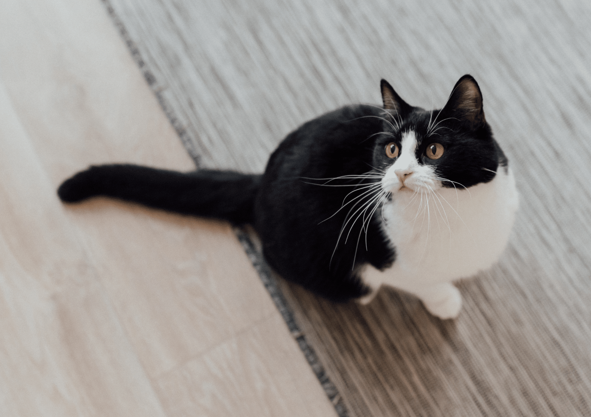 ぶ*猫様 最後まで　英語 The black cat's plan to get along with his older brother is