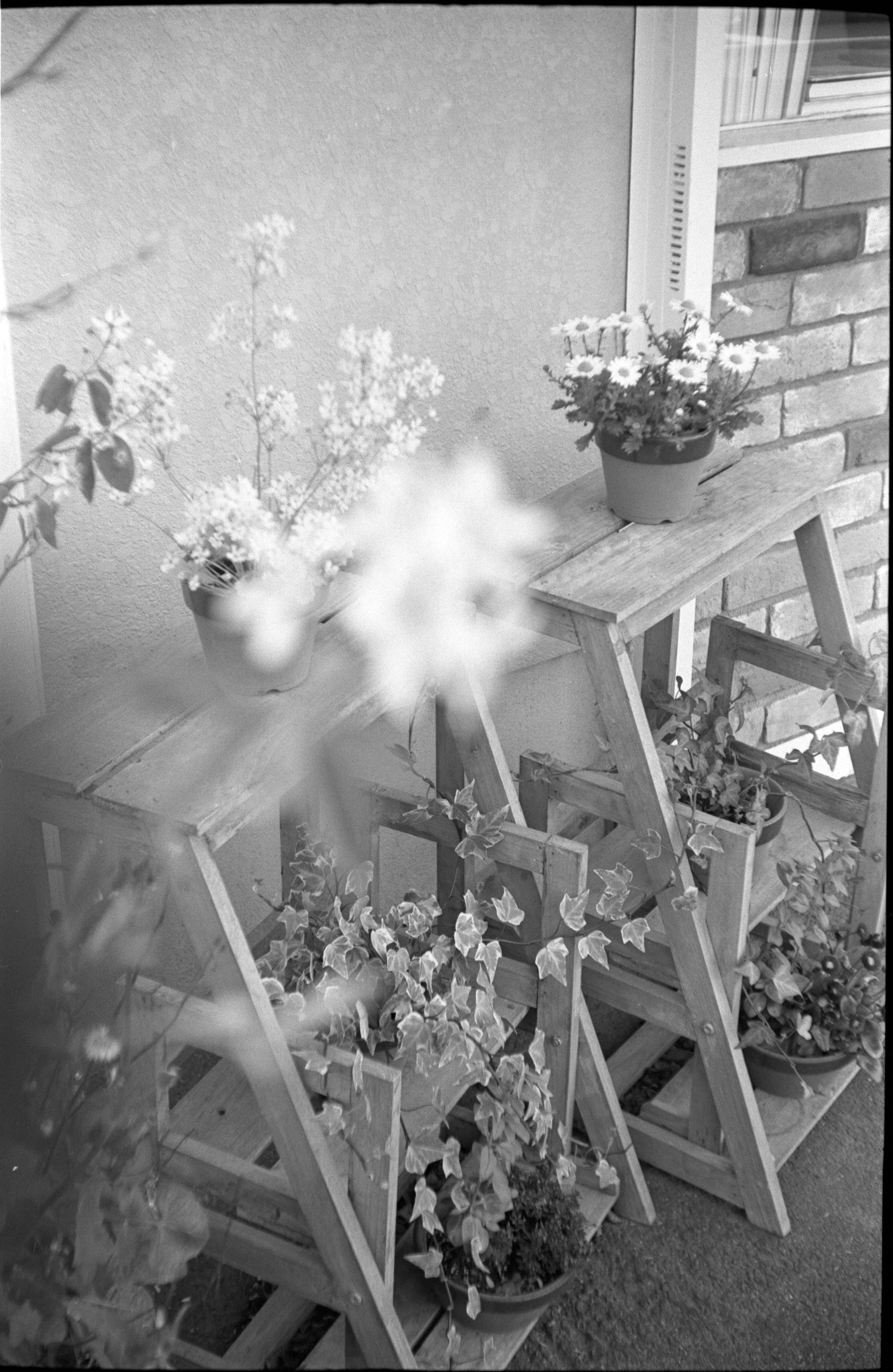 ハリー・ポッターと愚者の弁当箱〜Argus C3｜元田中マロ