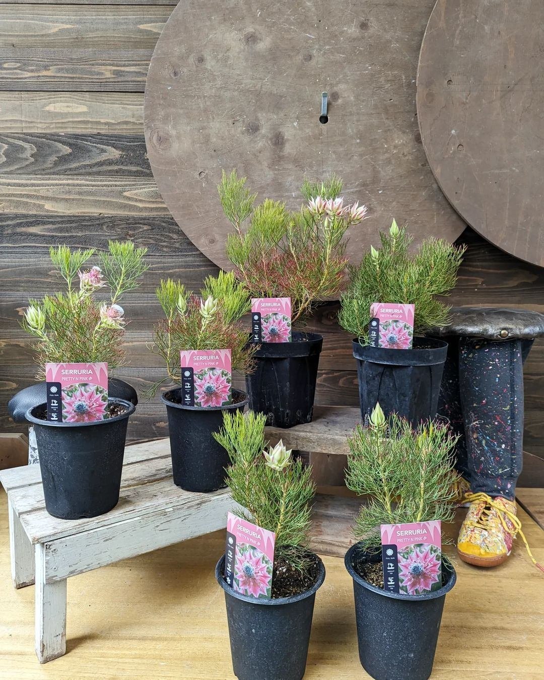 セルリア[プリティピンク] 5号鉢 オージープランツ 鉢花 花苗 セルリア