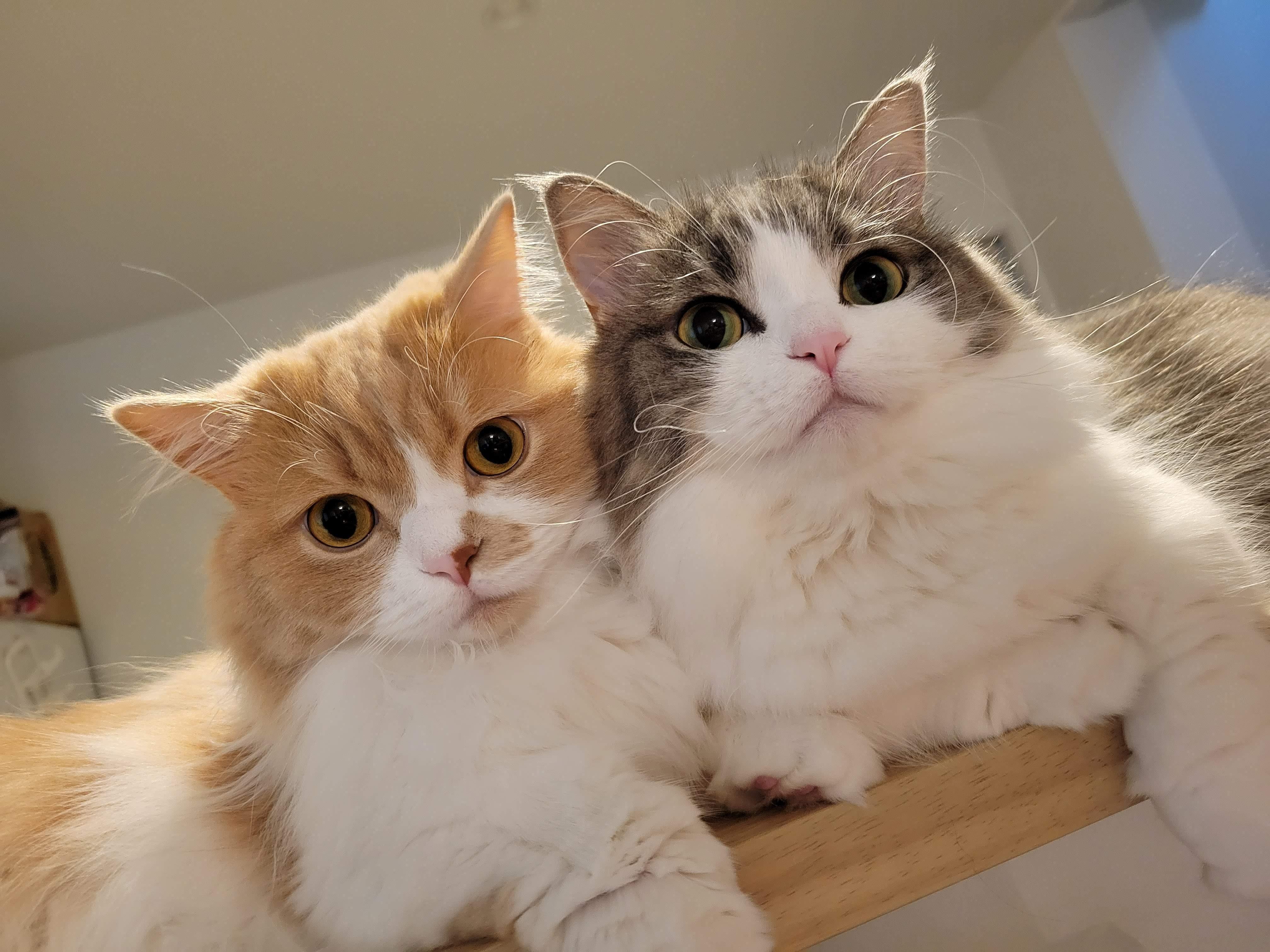 猫の日特別企画 うちの子可愛い！猫自慢2024 ｜ウイングアーク1st