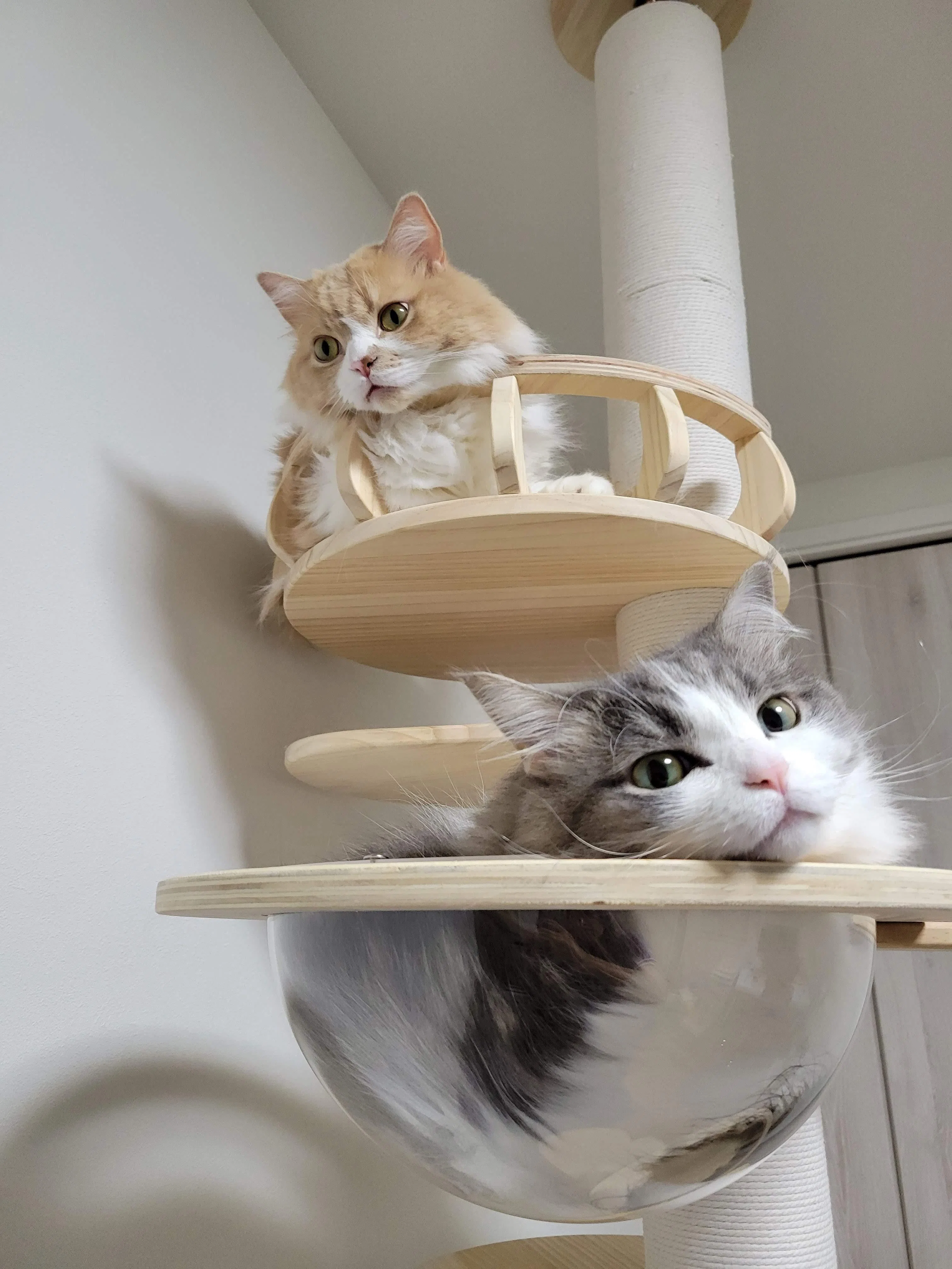 猫の日特別企画 うちの子可愛い！猫自慢2024 ｜ウイングアーク1st