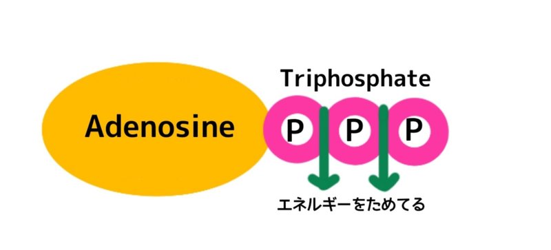 アデノシン三リン酸
