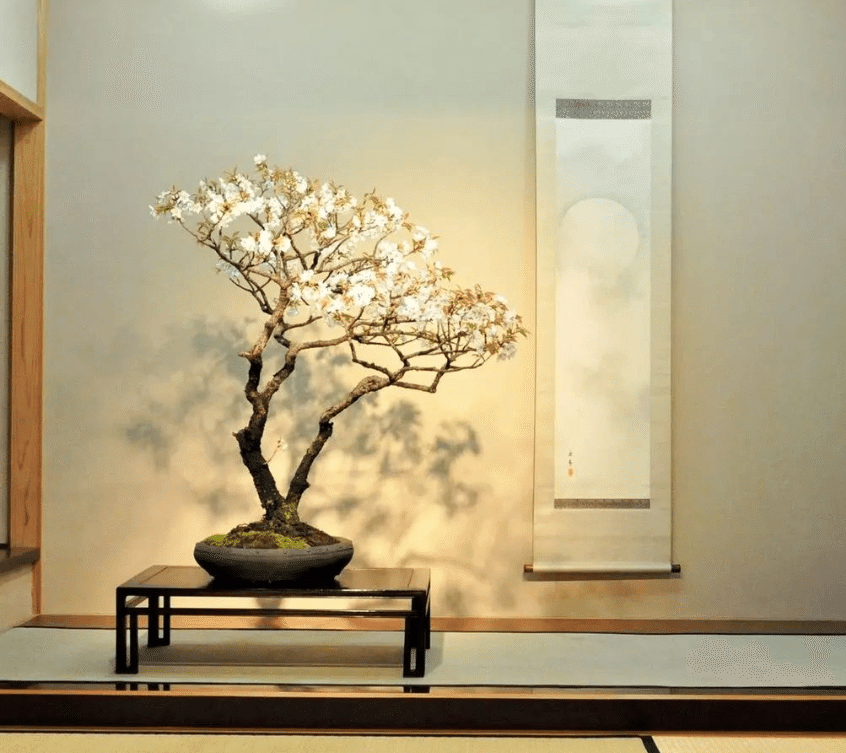 Talker#07 | 村田行雄(九霞園/盆栽町）｜マチミチミーツ@おおみや by UDCO