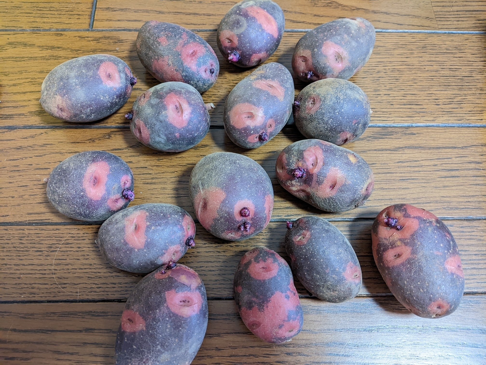 ジャガイモ：危険を感じて突然変異する？！｜ズボラさんの自給
