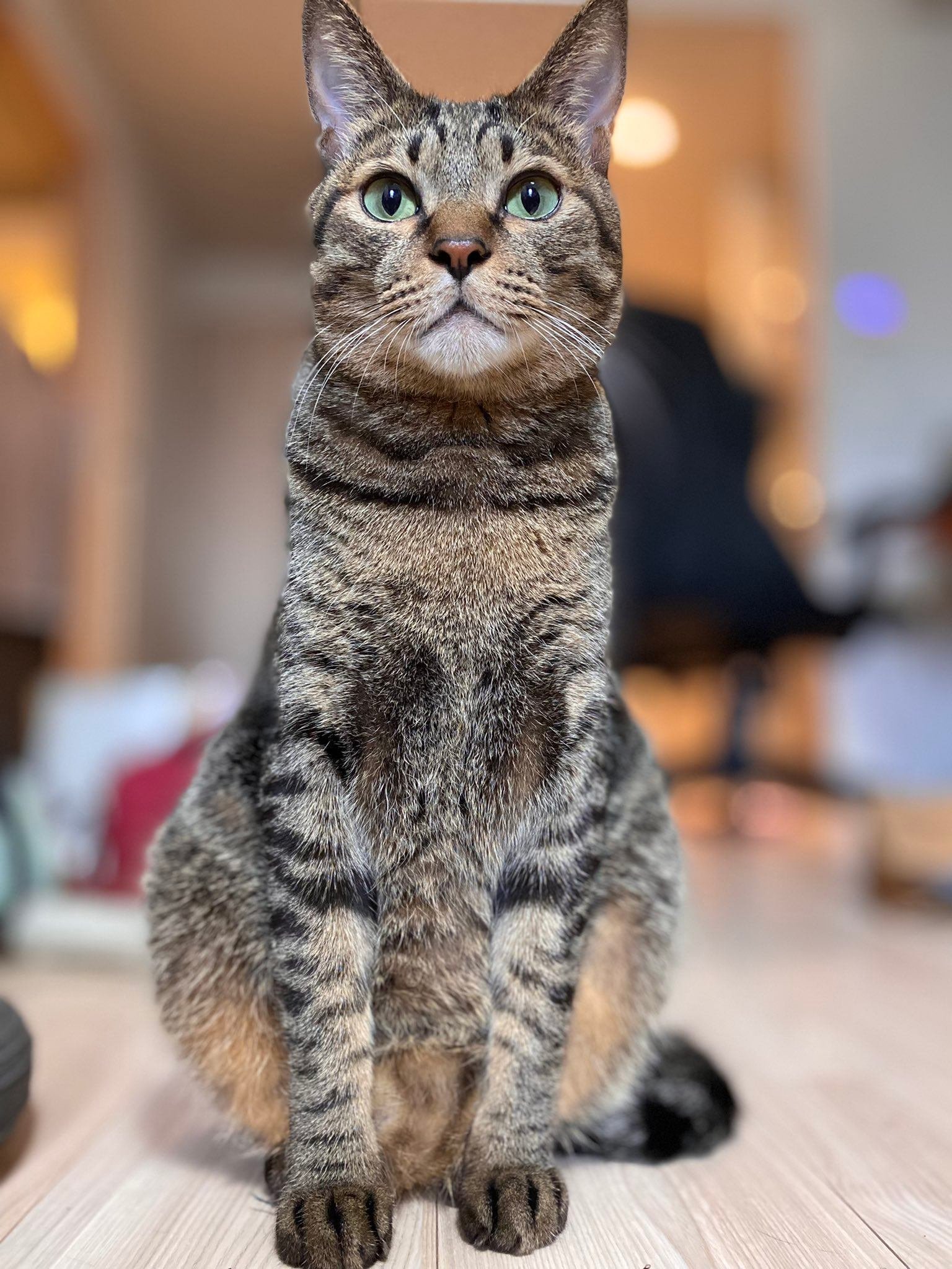 やめてくれないかニャ…」迷惑そうな顔でジト目をする猫ちゃんの困惑