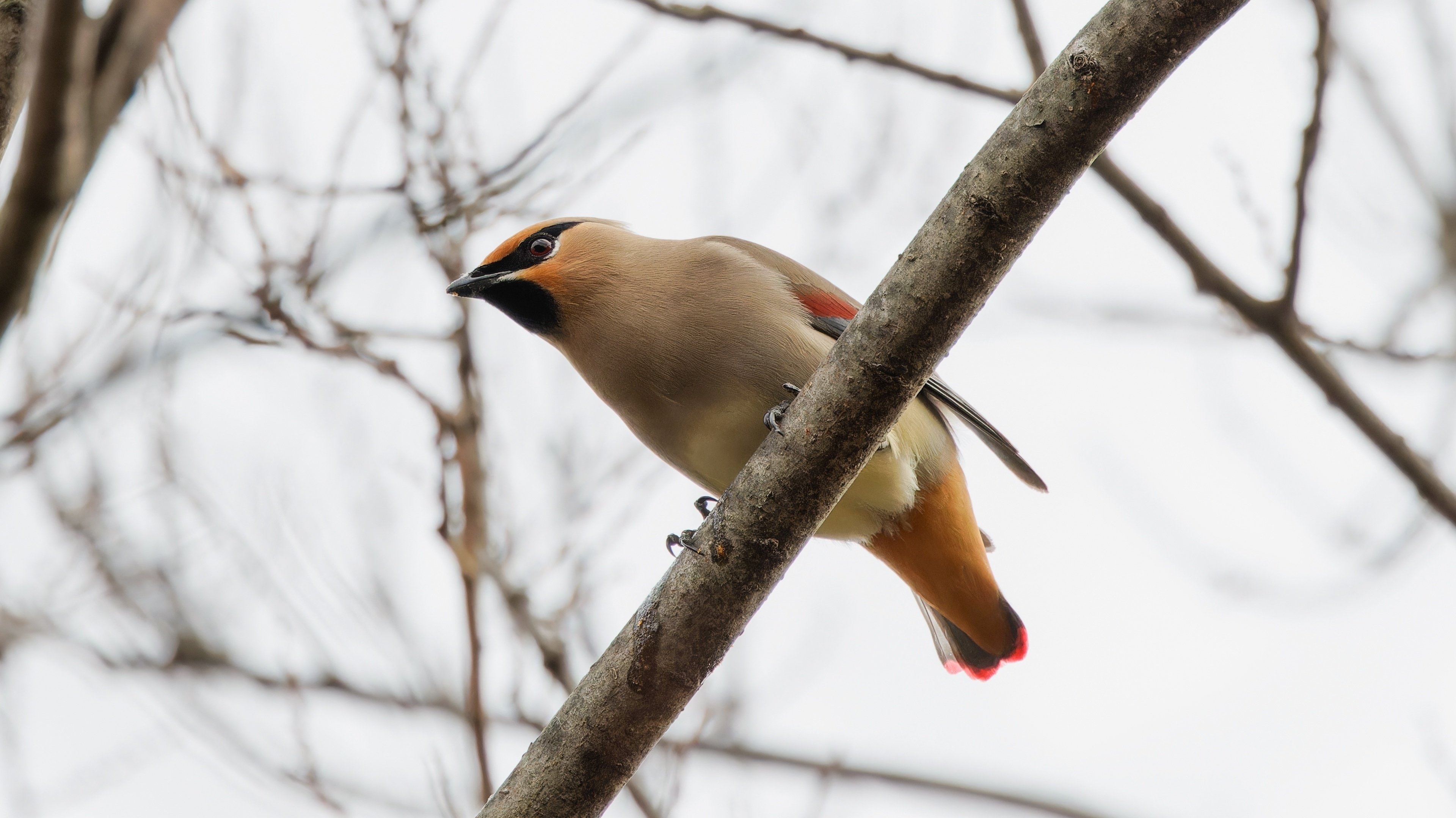 レンジャクらしいレンジャクたちに出会う｜神戸の野鳥note@きたの みつよし