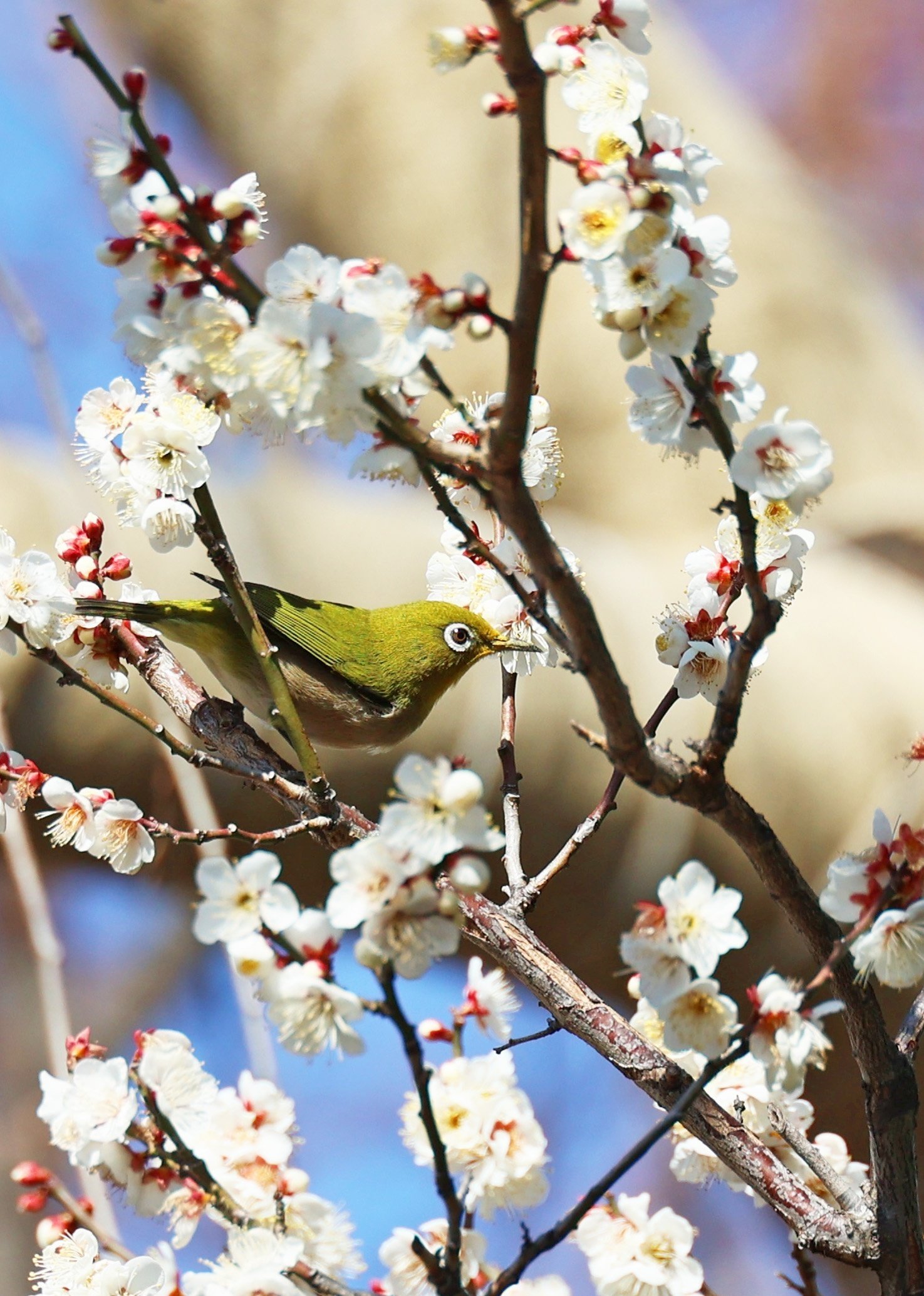 梅とメジロの写真（続編） 2024年2月東京｜Peter November