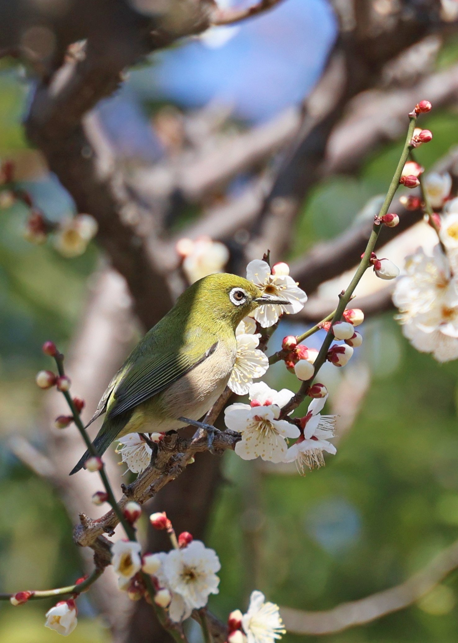 梅とメジロの写真（続編） 2024年2月東京｜Peter November