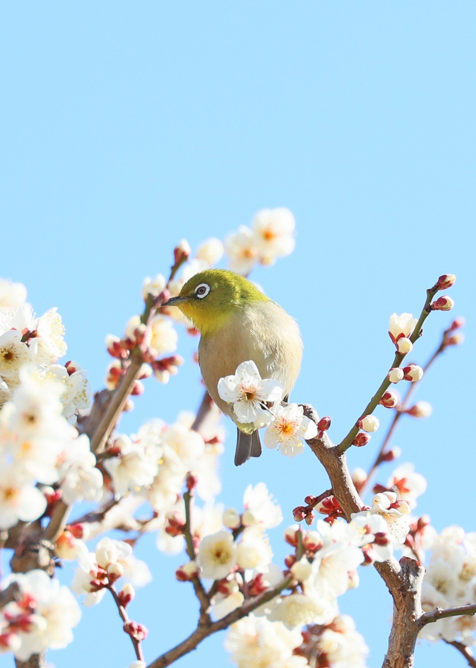 梅とメジロの写真（続編） 2024年2月東京｜Peter November
