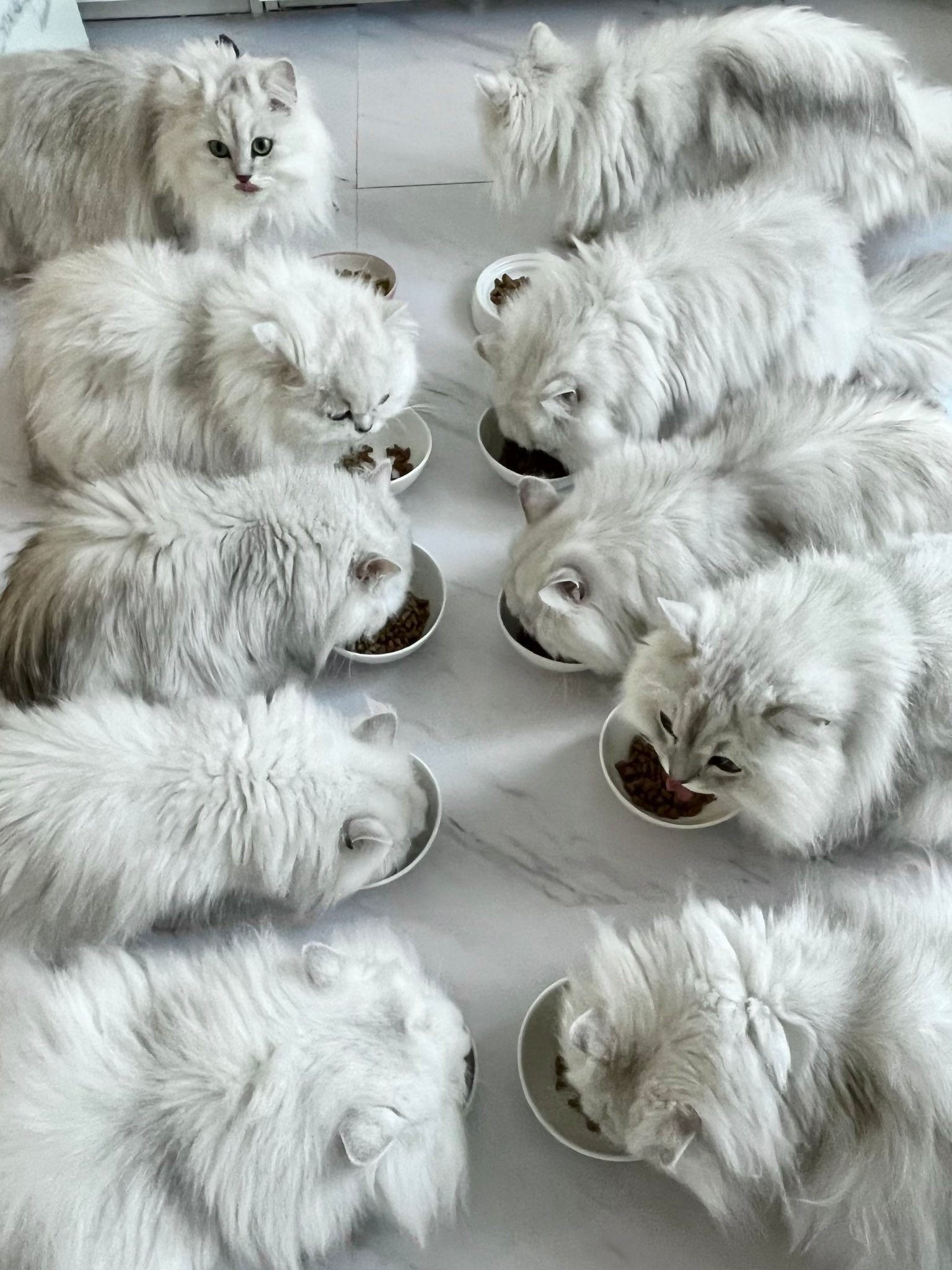 見た目がそっくりな猫ちゃんたち！12匹のチンチラシルバーと暮らす