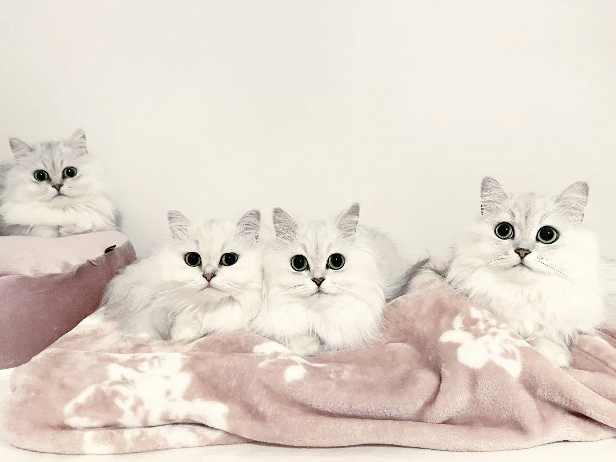 あさみちゃんオーダー❤生後２週間チンチラシルバー子猫ちゃん♡お世話セット♡ 見た目がそっくりな猫ちゃんたち！12匹のチンチラシルバーと暮らす